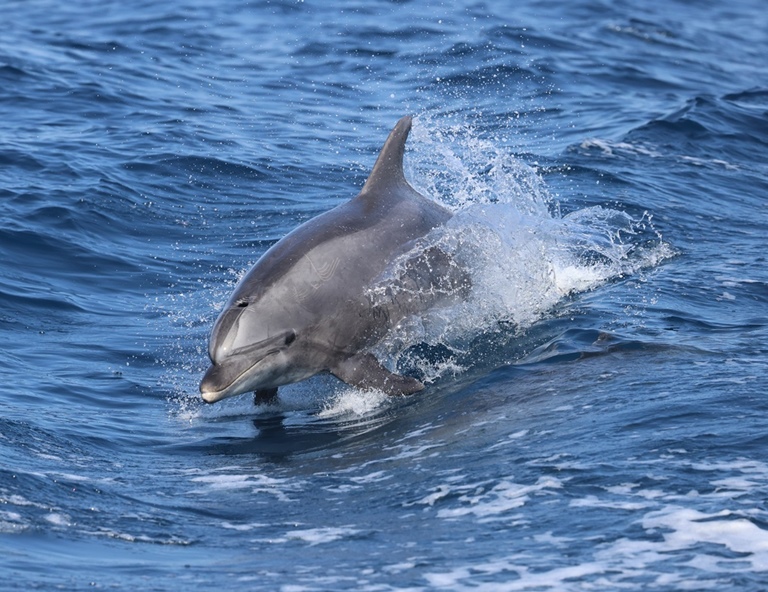 【青春宿霧】薄荷島追海豚．巴里卡薩大斷層．華航直飛5天