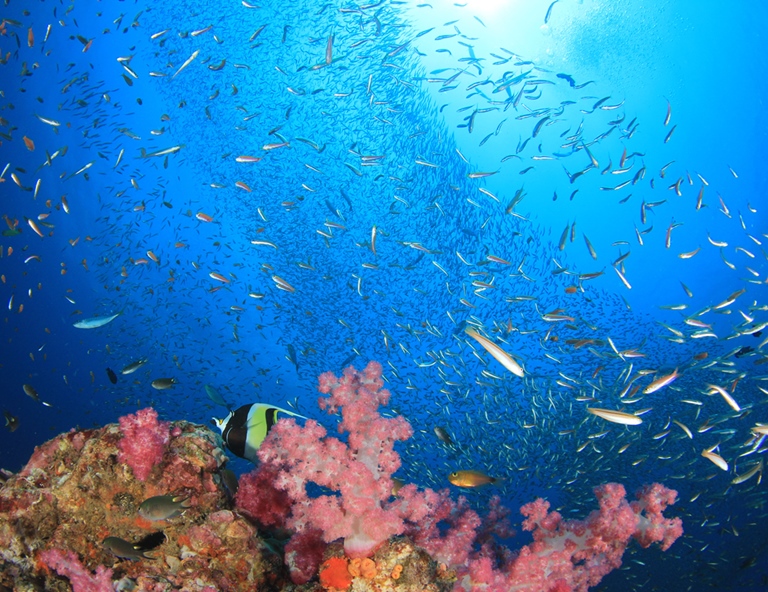 【海洋帛覽會4天】全包式度假，每週一三華航直飛